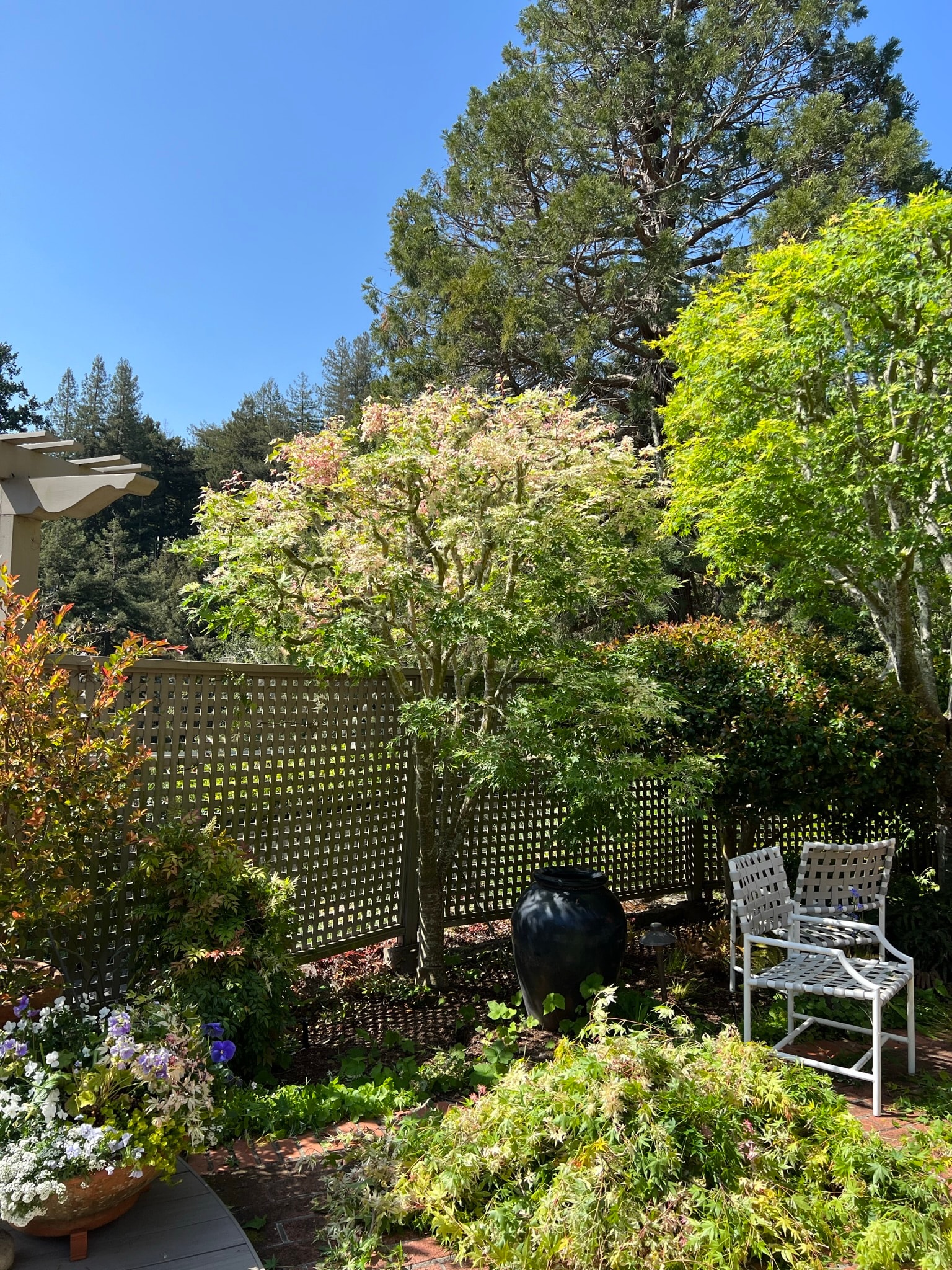 Structural Pruning — Tiburon CA
