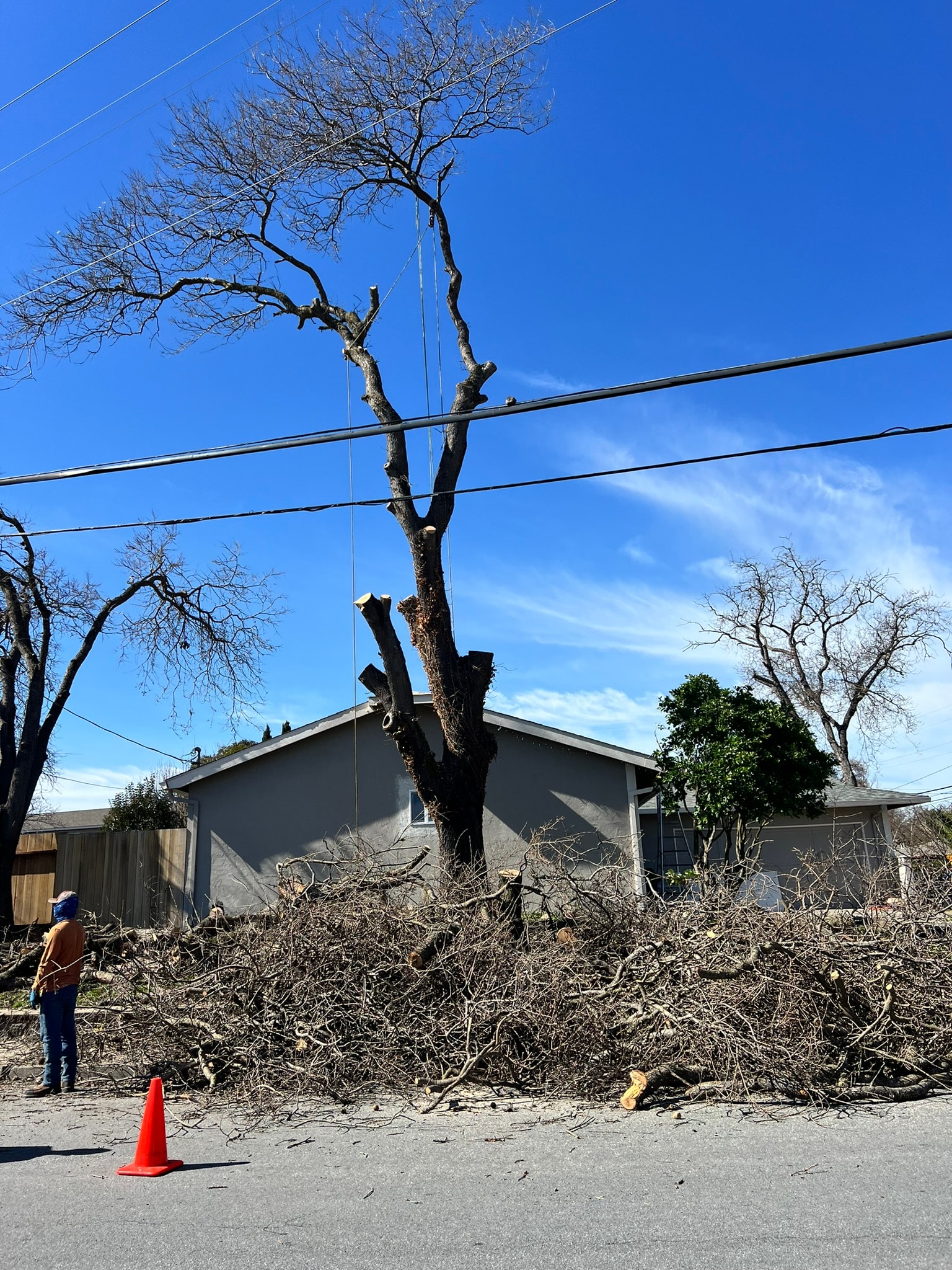 Tree Removal —mill valley CA