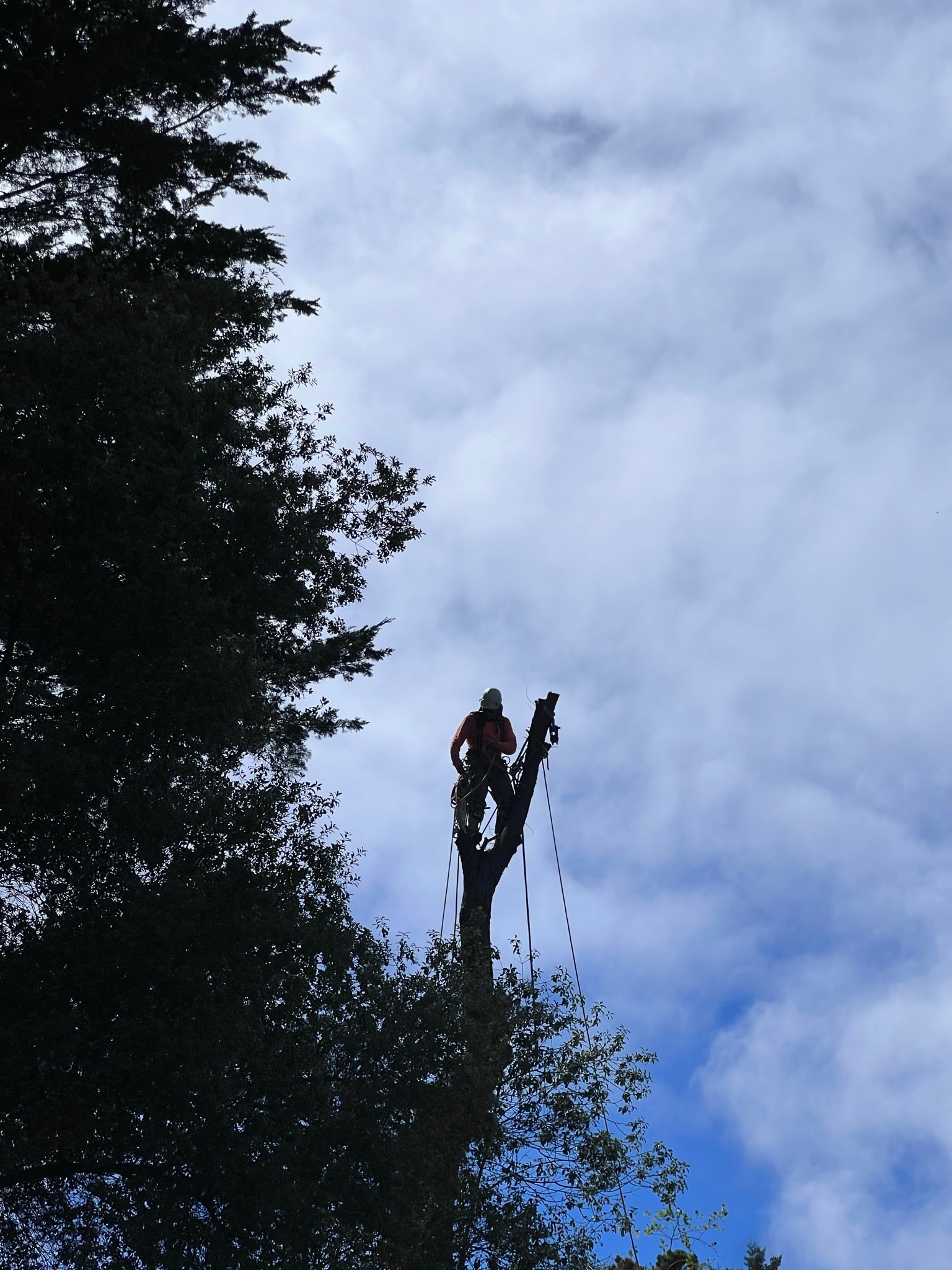 Commercial Pruning — Santa Rosa
