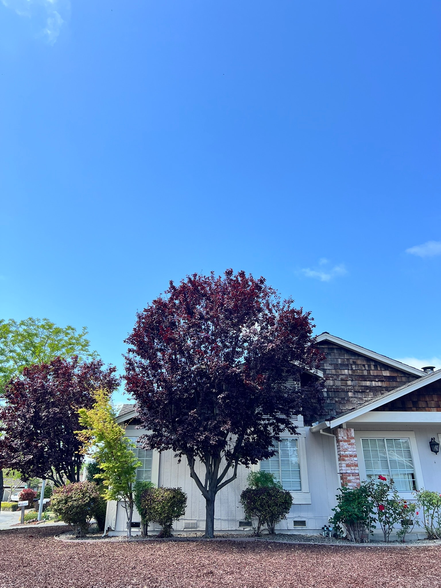 Canopy Work — Petaluma CA
