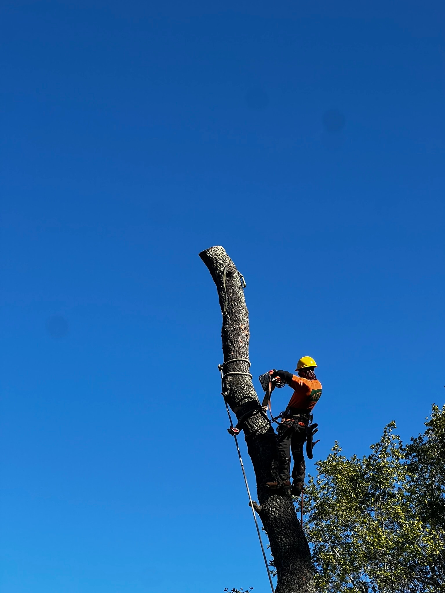 Tree Removal