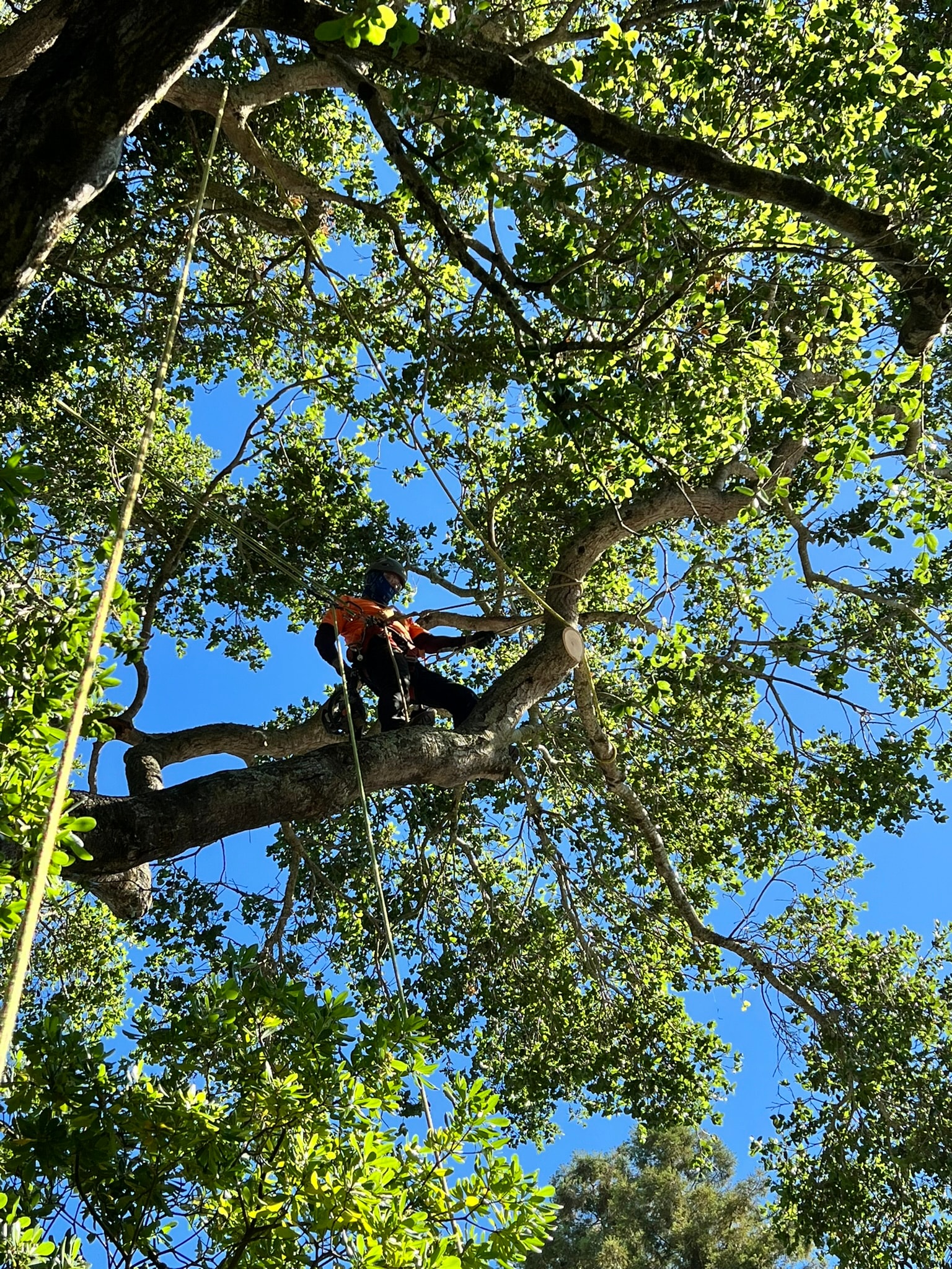 Tree Trimming